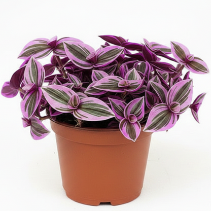 Fantasy Venice, Tradescantia Nanouk