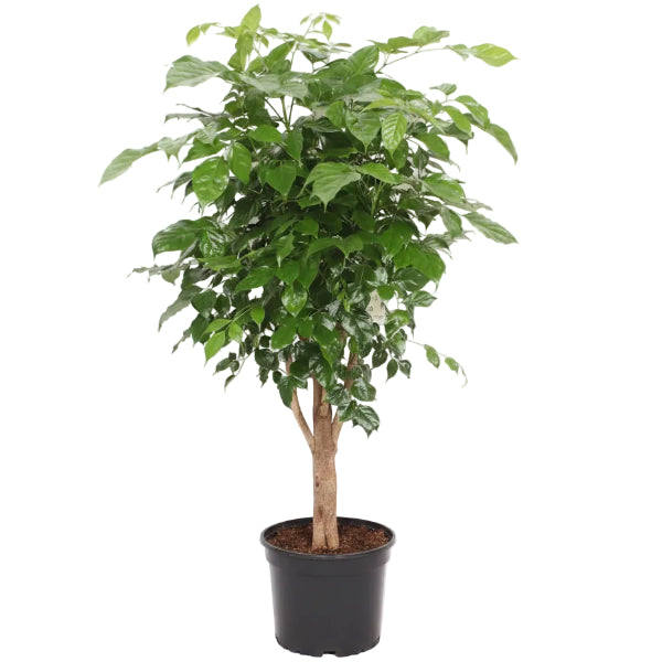 Radermachera sinica, China Doll Plant