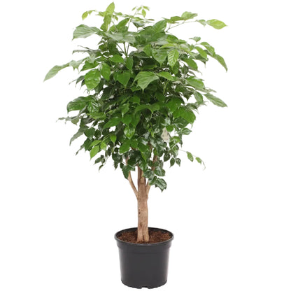 Radermachera sinica, China Doll Plant