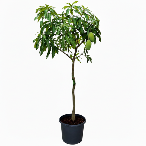Mangifera indica, Mango Tree - Greenie.ae Dubai UAE Delivery Online Shop