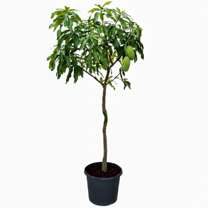 Mangifera indica, Mango Tree - Greenie.ae Dubai UAE Delivery Online Shop