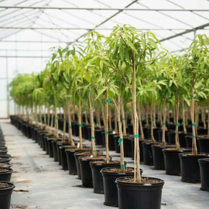 Mangifera indica, Mango Tree - Greenie.ae Dubai UAE Delivery Online Shop