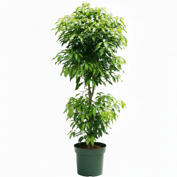 Mangifera indica, Mango Tree - Greenie.ae Dubai UAE Delivery Online Shop