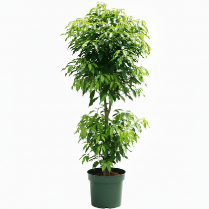 Mangifera indica, Mango Tree - Greenie.ae Dubai UAE Delivery Online Shop