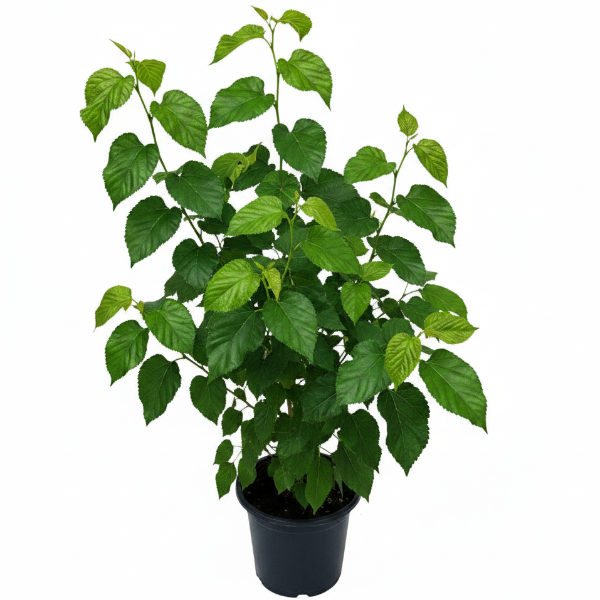 Mulberry Tree, Morus Alba - Greenie.ae Dubai UAE Delivery Online Shop
