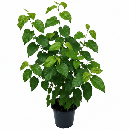 Mulberry Tree, Morus Alba - Greenie.ae Dubai UAE Delivery Online Shop