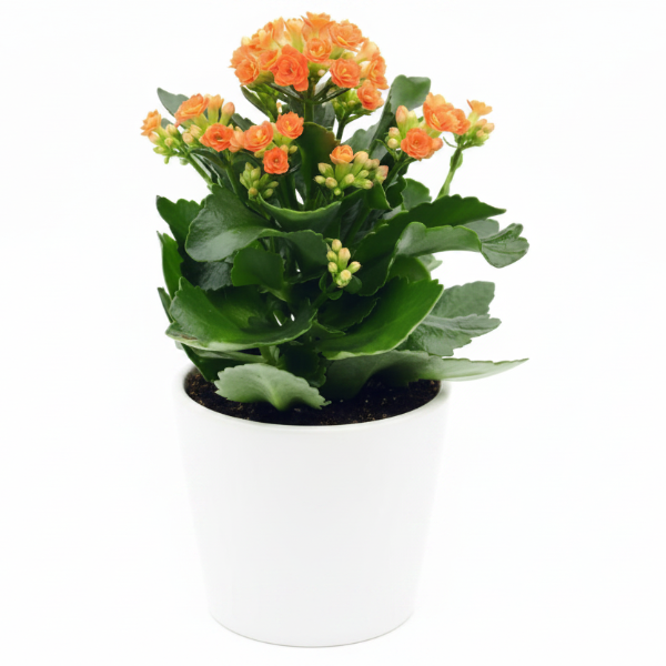 Kalanchoe blossifeldiana, Flaming Katy, Christmas , outdoor