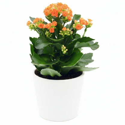 Kalanchoe blossifeldiana, Flaming Katy, Christmas , outdoor