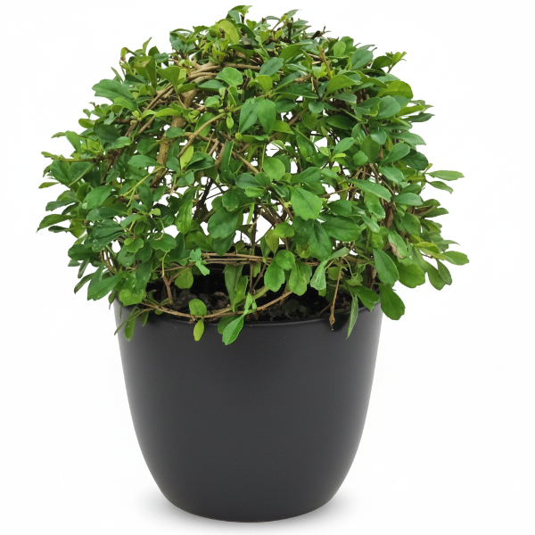 Ehretia microphylla, Fukien Tea Tree, Ball