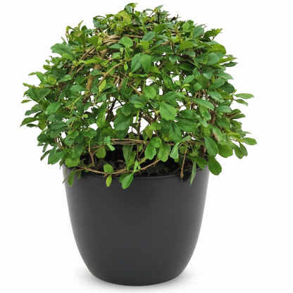 Ehretia microphylla, Fukien Tea Tree, Ball