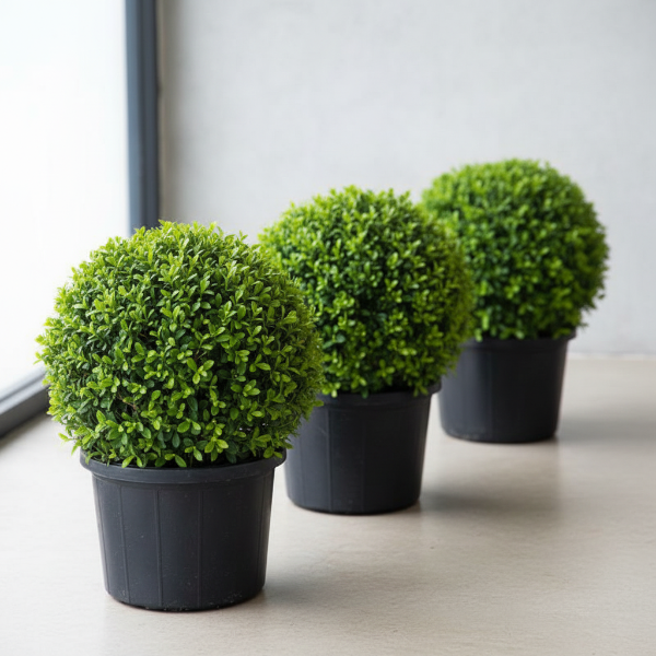 Ehretia microphylla, Fukien Tea Tree, Ball