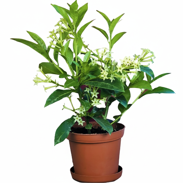 Cestrum nocturnum, Night Queen, Night-blooming jasmine