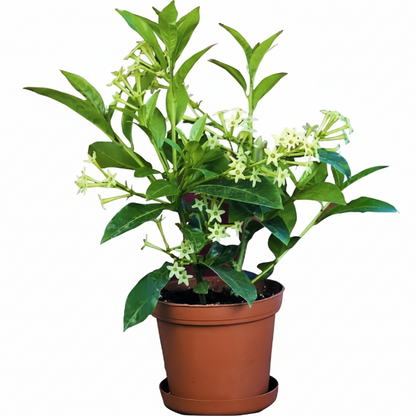 Cestrum nocturnum, Night Queen, Night-blooming jasmine