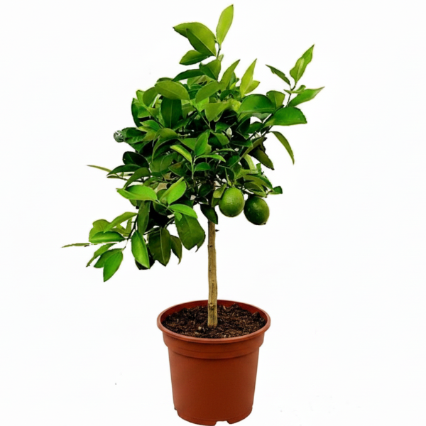 Office Lemon Tree Citrus Lemon with fruit - Greenie.ae Dubai UAE Delivery Online Shop