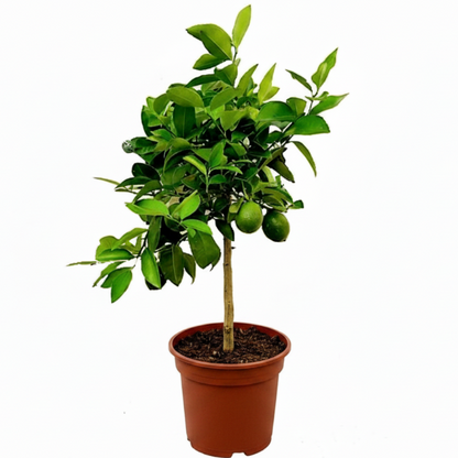 Office Lemon Tree Citrus Lemon with fruit - Greenie.ae Dubai UAE Delivery Online Shop
