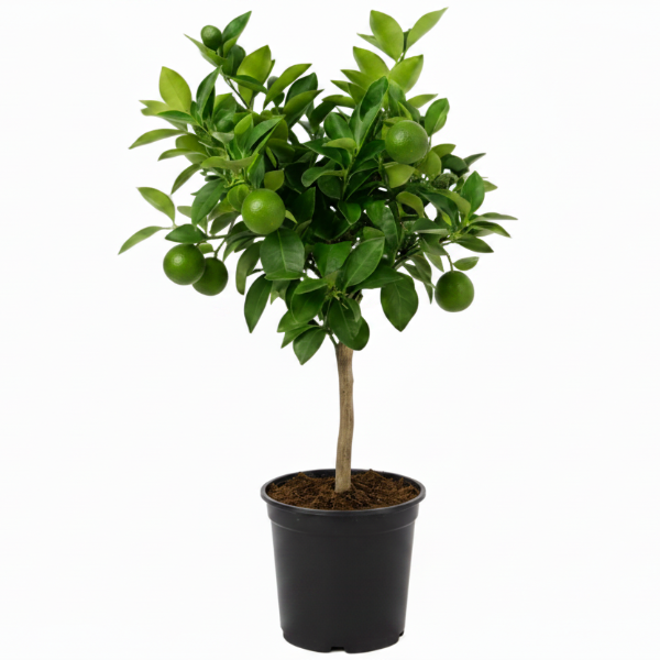Office Lemon Tree Citrus Lemon with fruit - Greenie.ae Dubai UAE Delivery Online Shop