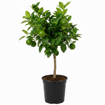 Office Lemon Tree Citrus Lemon with fruit - Greenie.ae Dubai UAE Delivery Online Shop