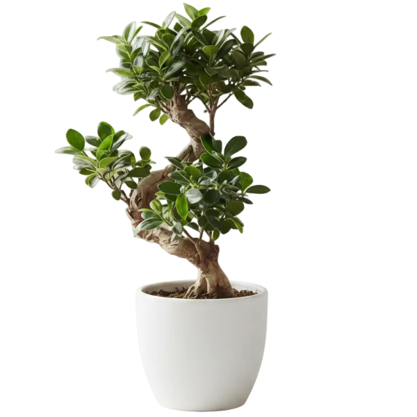 Ficus S Bonsai - Greenie.ae Dubai UAE Delivery Online Shop