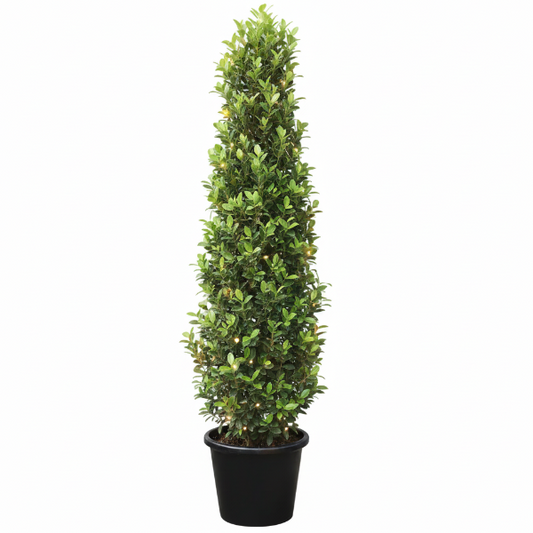 Ficus Diversifolia, Ficus Panda - Cone Shape