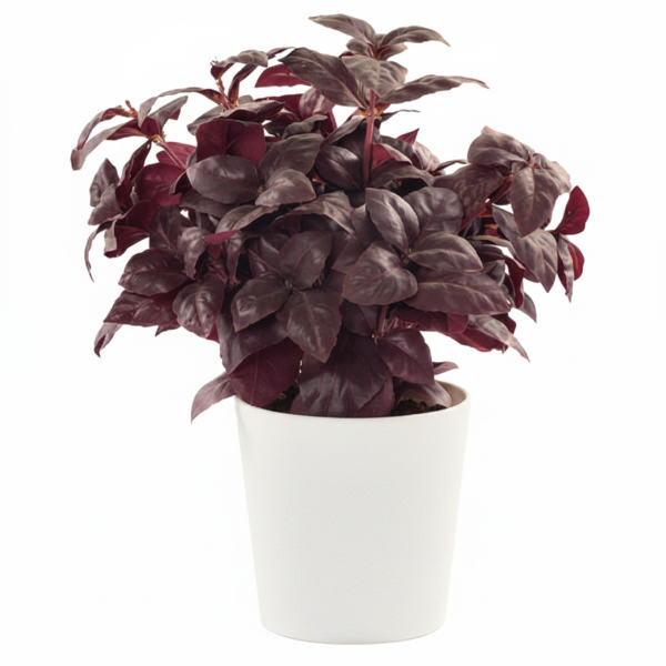Alternanthera, Purple Knight (small)