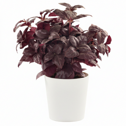 Alternanthera, Purple Knight (small)