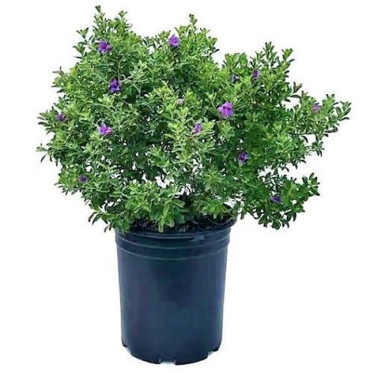 Leucophyllum Frutescens, Texas Sage - www.Greenie.ae Buy online Best and Healthy Plants and quality products guarantee in Dubai Plants Shop in Dubai Abu Dhabi all over UAE Plants near me Fresh Plants in Dubai where to buy plants in UAE - Greenie.ae