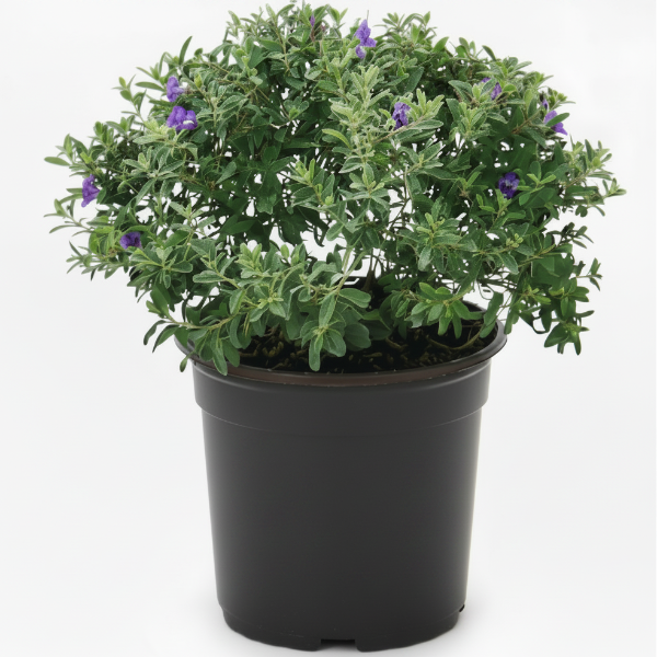 Leucophyllum Frutescens, Texas Sage - Greenie.ae Dubai UAE Delivery Online Shop