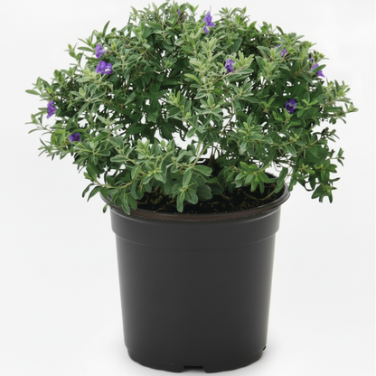 Leucophyllum Frutescens, Texas Sage - Greenie.ae Dubai UAE Delivery Online Shop