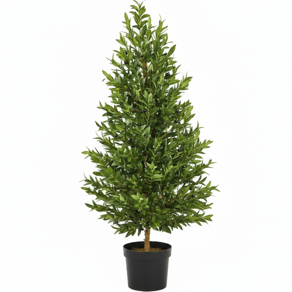 Olea Europaea , Olive Tree, Conical Shape - Greenie.ae Dubai UAE Delivery Online Shop