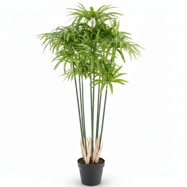 Cyperus Alternifolius, Umbrella Papyrus