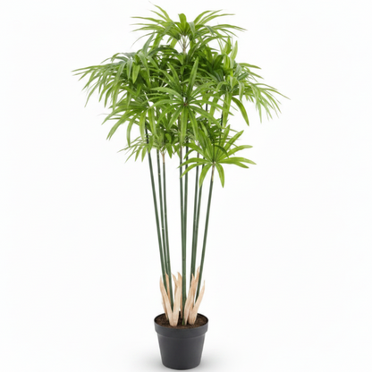 Cyperus Alternifolius, Umbrella Papyrus