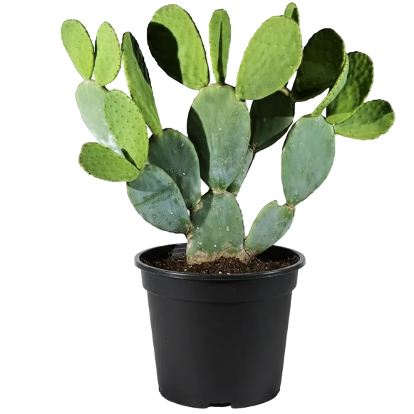 Opuntia Ficus Indica, Barbary Fig, Indian Fig