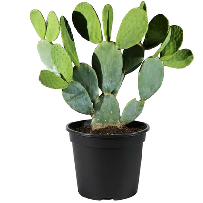 Opuntia Ficus Indica, Barbary Fig, Indian Fig