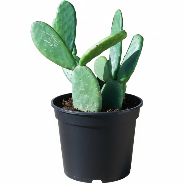Opuntia Ficus Indica, Barbary Fig, Indian Fig