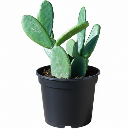 Opuntia Ficus Indica, Barbary Fig, Indian Fig