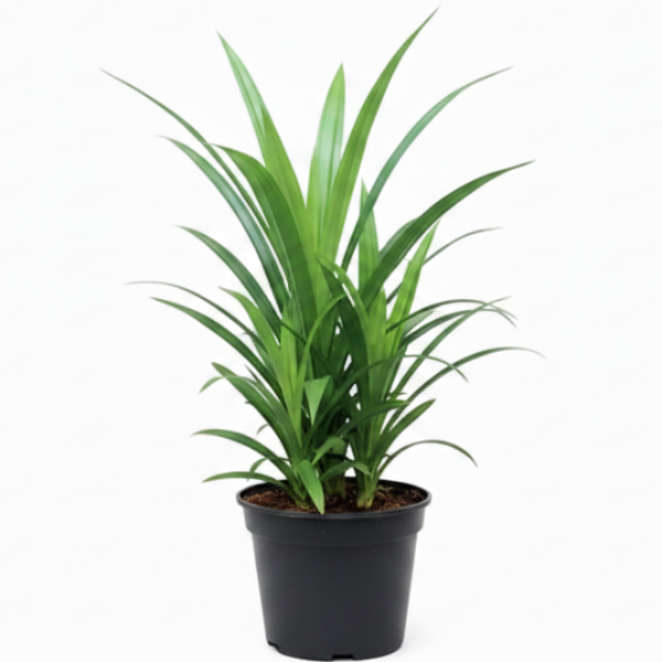 Pandanus Baptistii - Greenie.ae Dubai UAE Delivery Online Shop