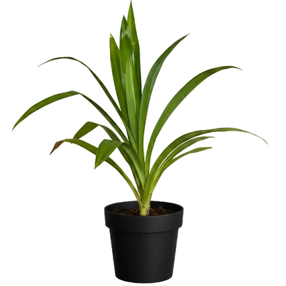 Pandanus Baptistii - Greenie.ae Dubai UAE Delivery Online Shop