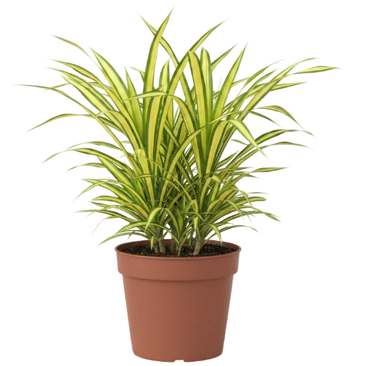 Pandanus Baptistii Variegata - Greenie.ae Dubai UAE Delivery Online Shop