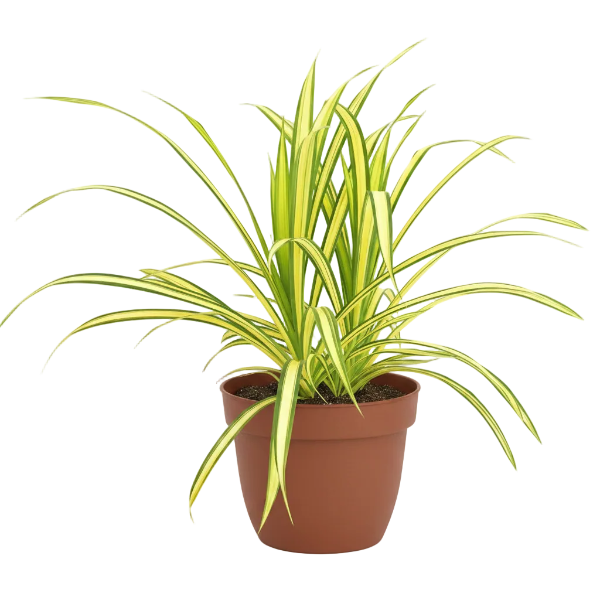 Pandanus Baptistii Variegata - Greenie.ae Dubai UAE Delivery Online Shop