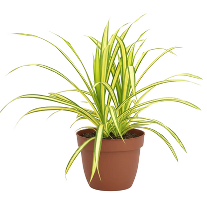 Pandanus Baptistii Variegata - Greenie.ae Dubai UAE Delivery Online Shop