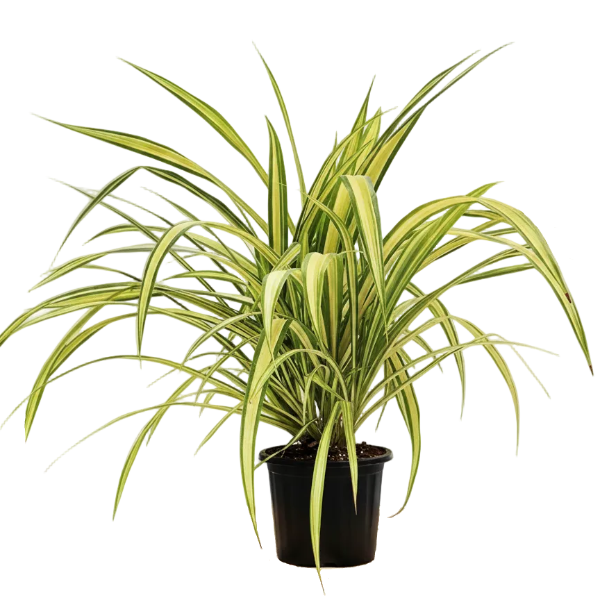 Pandanus Baptistii Variegata - Greenie.ae Dubai UAE Delivery Online Shop