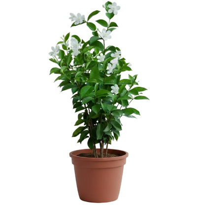 A potted garden plant with glossy green leaves and small white flowers, shown in a black plastic nursery pot against a pale green background.