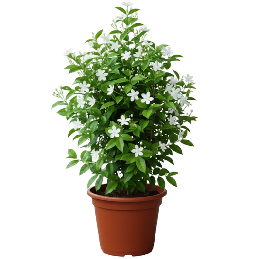 A potted flowering plant with dense green foliage and small white blossoms, shown in a brown plastic nursery pot against a plain white background.
