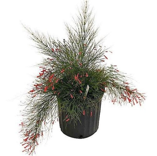Russelia Equisetiformis, Coral Plant, Firecracker Plant - www.Greenie.ae Buy online Best and Healthy Plants and quality products guarantee in Dubai Plants Shop in Dubai Abu Dhabi all over UAE Plants near me Fresh Plants in Dubai where to buy plants in UAE - Greenie.ae