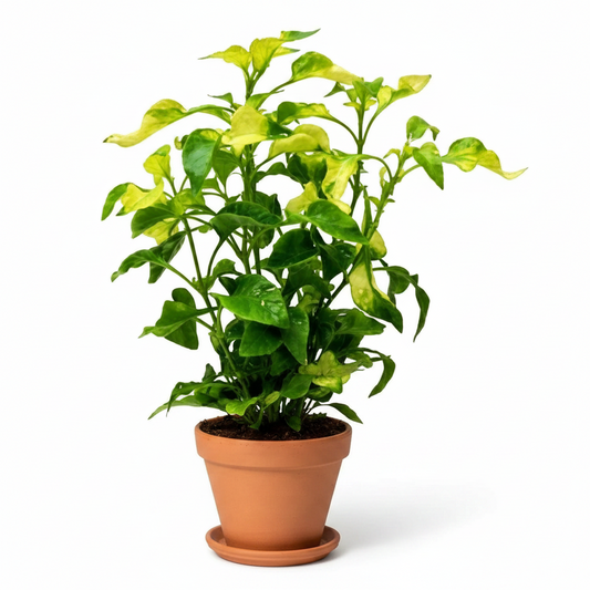 Alternanthera Ficoidea, Gold (small)