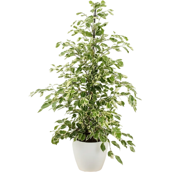 Ficus Benjamina, Twilight