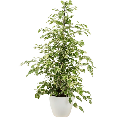 Ficus Benjamina, Twilight