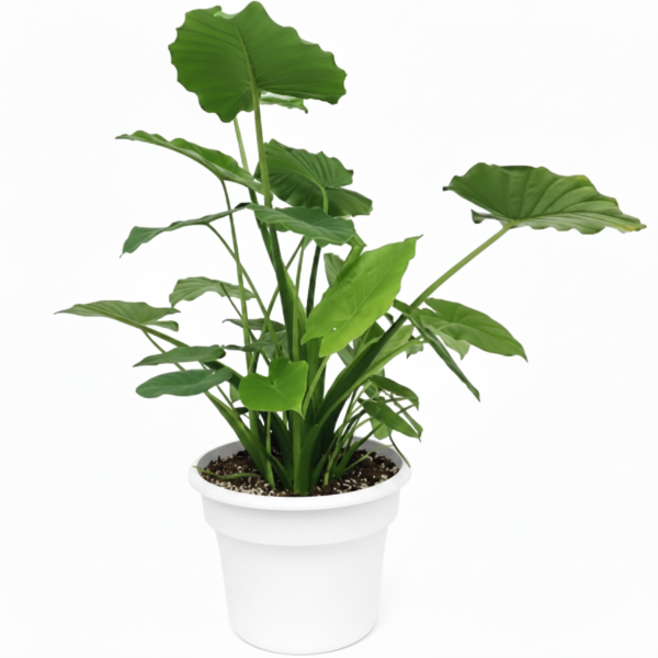 Alocasia Gageana, Elephant Ear, Alocasia California - Greenie.ae Dubai UAE Delivery Online Shop