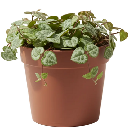 String of Hearts, Ceropegia Woodii, Variegated