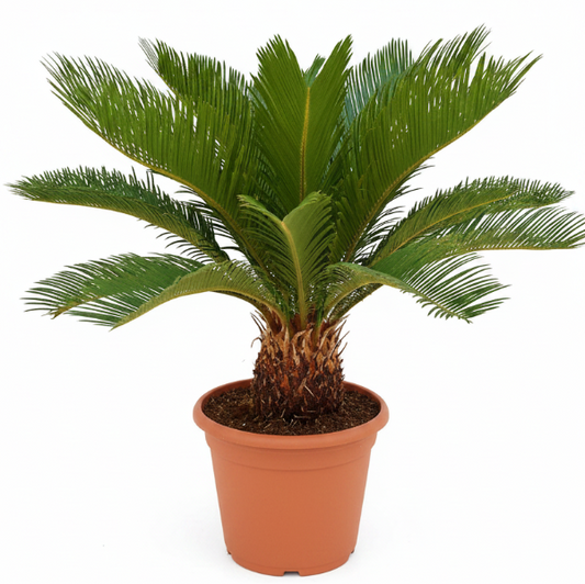 Cycas Revoluta, Sago Palm , Palm Fern, indoor